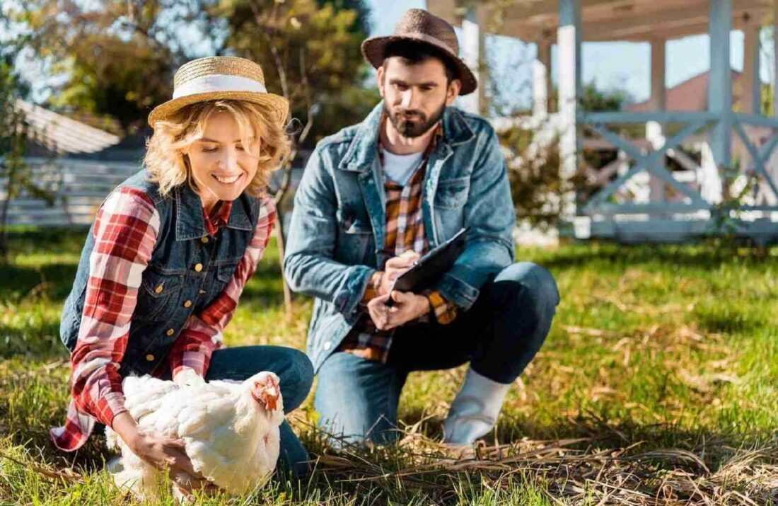 couple playing with chicken